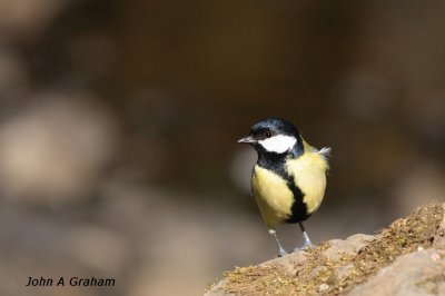 Great Tit