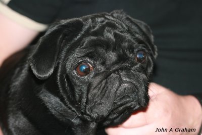 cousin enzo