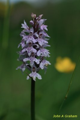 Common Spotted Orchid