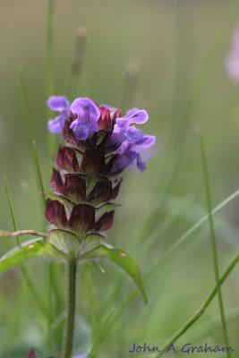 selfheal