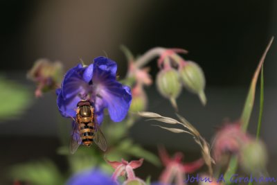 Hoverfly