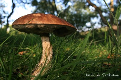 Bolete