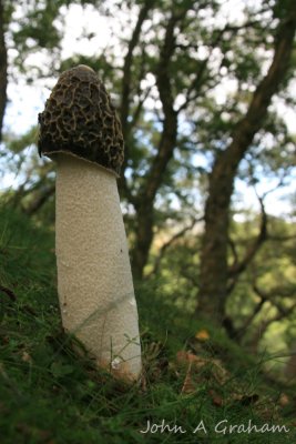 Stinkhorn