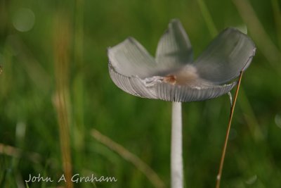 Japanese Parasol