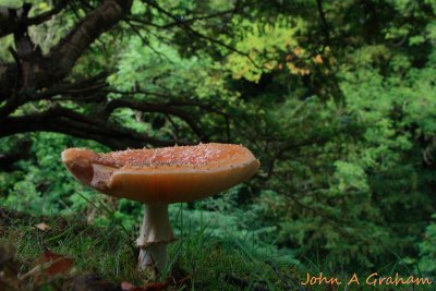 Fly Agaric