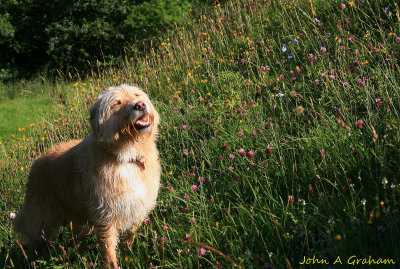 Flowers on the hillside bloomin crazy