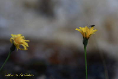 Hawkbit