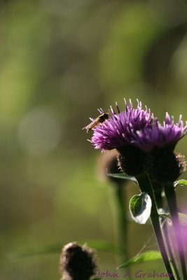 Knapweed