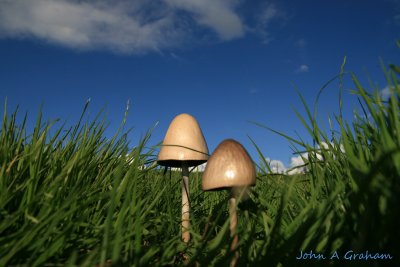 mushrooms