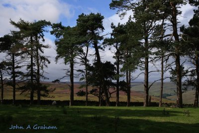 Woods and moors