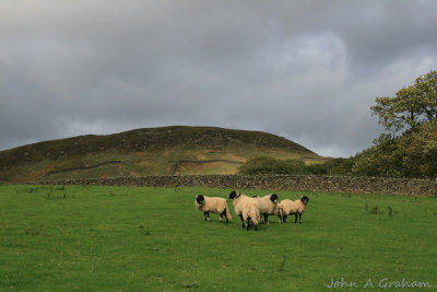 Swaledales in Farndale