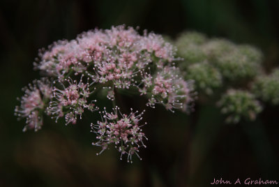 Queen Annes lace in November