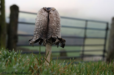 Shaggy Ink Cap