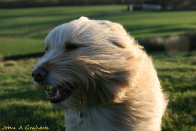 Troubled with wind