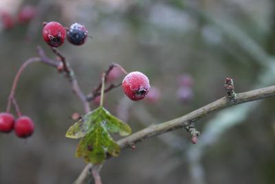 Frost Bitten