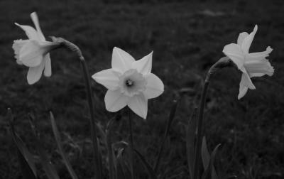 Three daffs