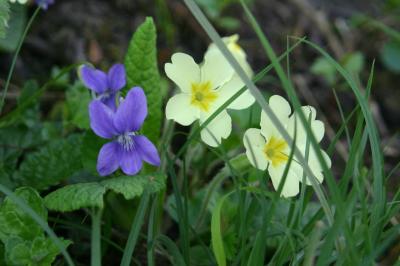 g4/61/523761/3/59981949.blueandyellow.jpg