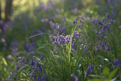 g4/61/523761/3/59981950.moreblue.jpg