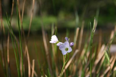 A little flower by the burn.