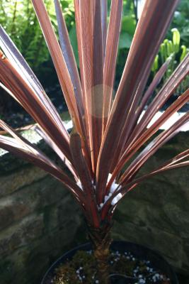 Hailstones in the Cordyline.