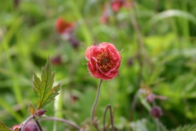 Water Avens