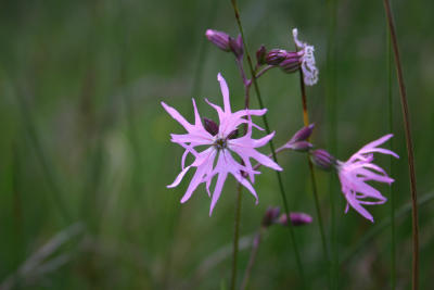 ragged robin