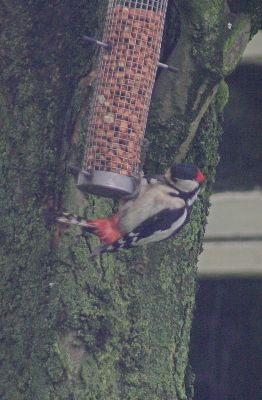 Great Spotted Woodpecker