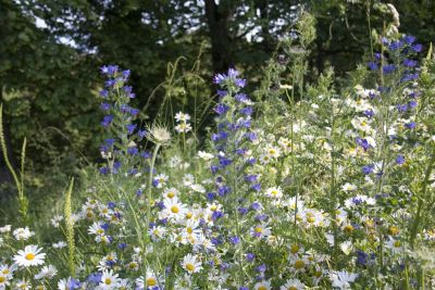 Vipers Bugloss and Daisies