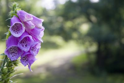 foxglove