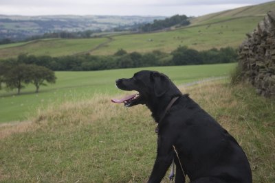 Black dog on a grey day