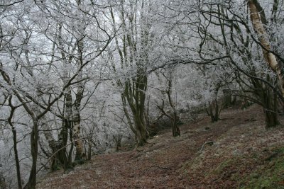 cool trees