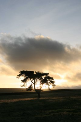 dancing tree