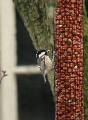 coal tit.