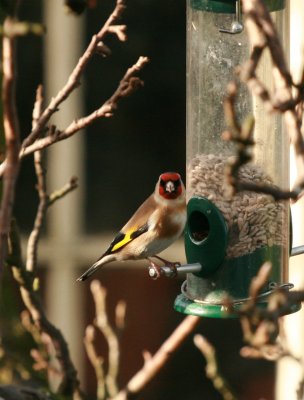 goldfinch