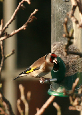 goldfinch