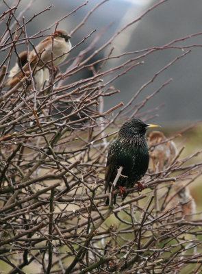 Starling