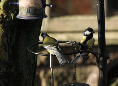 A pair of Great Tits