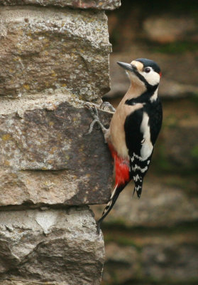 Great Spotted Woodpecker