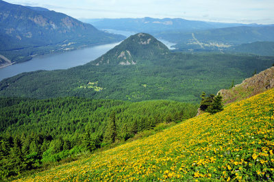 Dog Mountain Trail Study 2011-1