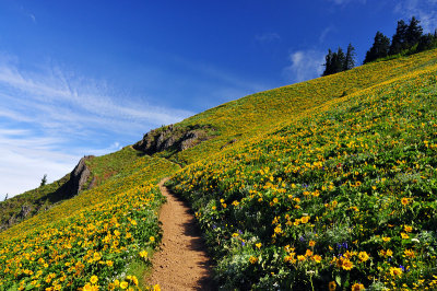 Dog Mountain Trail Study 2011-3