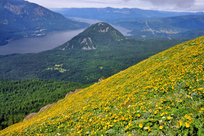 Dog Mountain Trail Study 2011-4b