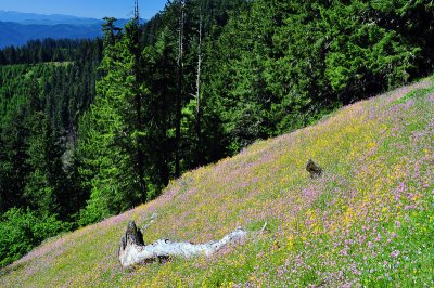 Tire Mountain Trail, Study 2011-2c