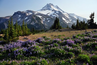 Mount Jefferson from the Pacific Crest Trail