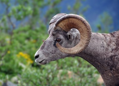 Bighorn Sheep at Grinnell Glacier, Study #3