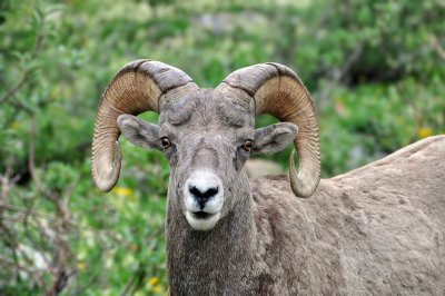 Bighorn Sheep at Grinnell Glacier, Study #7