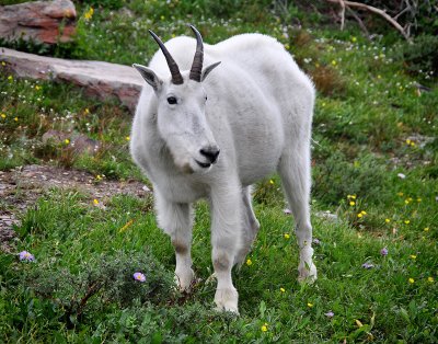 Mountain Goat at Hidden Lake overlook, Study #2