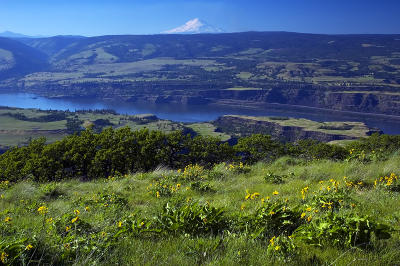 View from Tom McCall Point trail #2