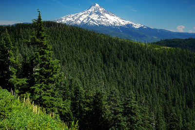 Mount Hood from Anthill Trail