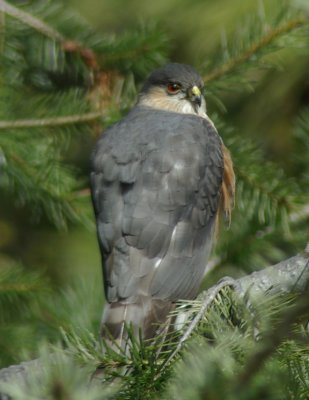 Coppers Hawk
