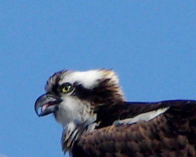 Osprey 2011-04-03 (9).jpg